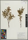 Foto von Salix argyrocarpa Andersson